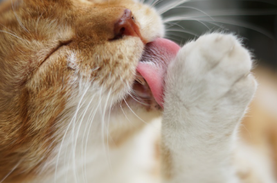 털을 다듬는 갈색 토라 고양이