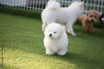 새끼강아지무료분양 멍멍이 가족 맞이 꿀팁_8