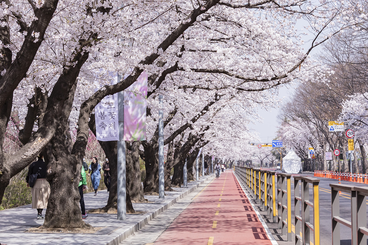 여의도 벚꽃 축제