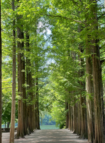 남이섬 메타세쿼이아 