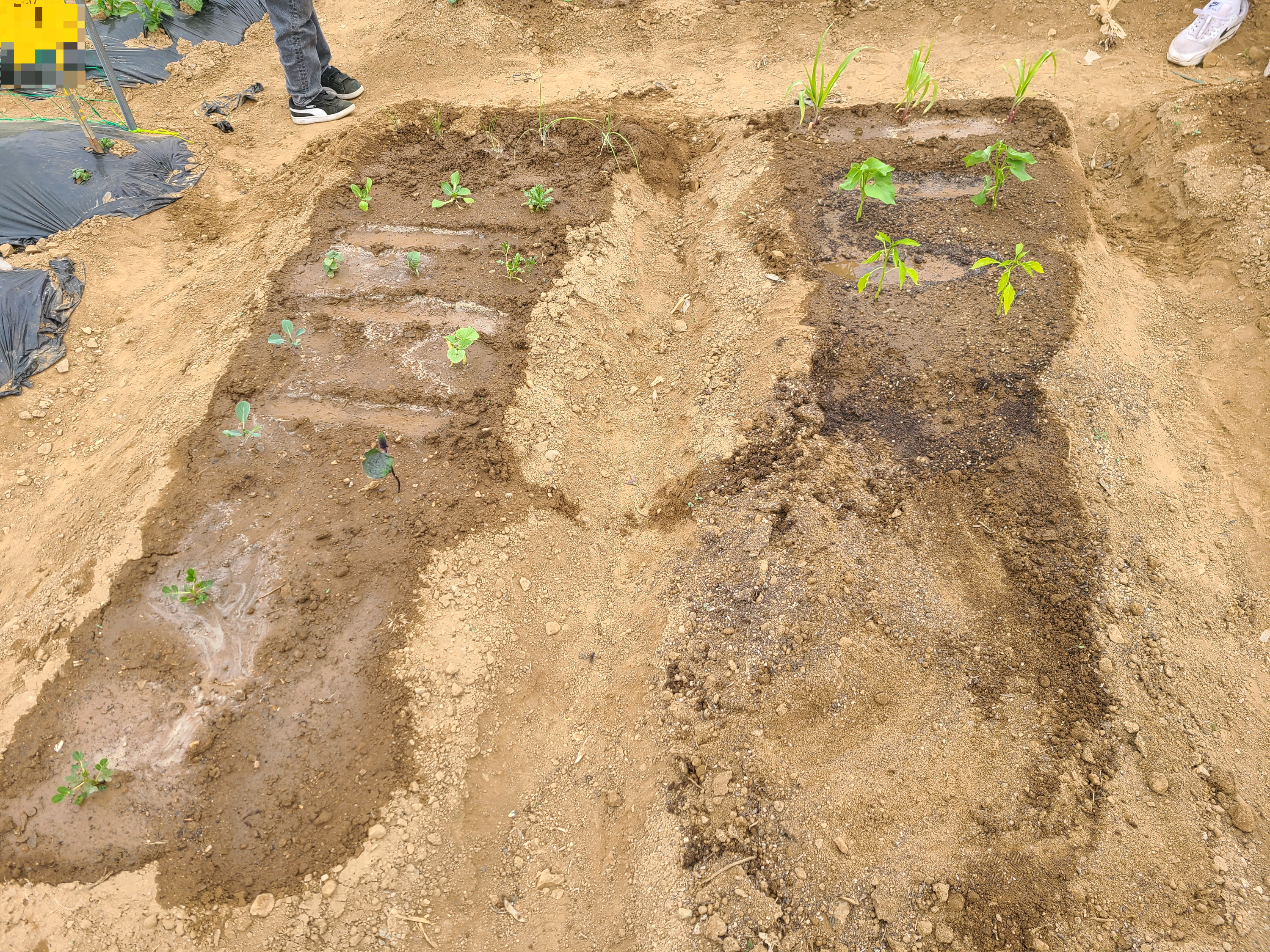 모종을 심은 텃밭