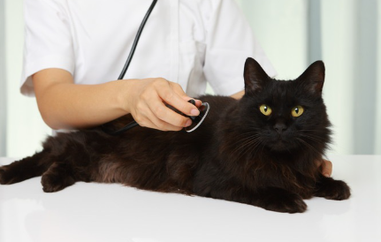 수의사와 고양이.