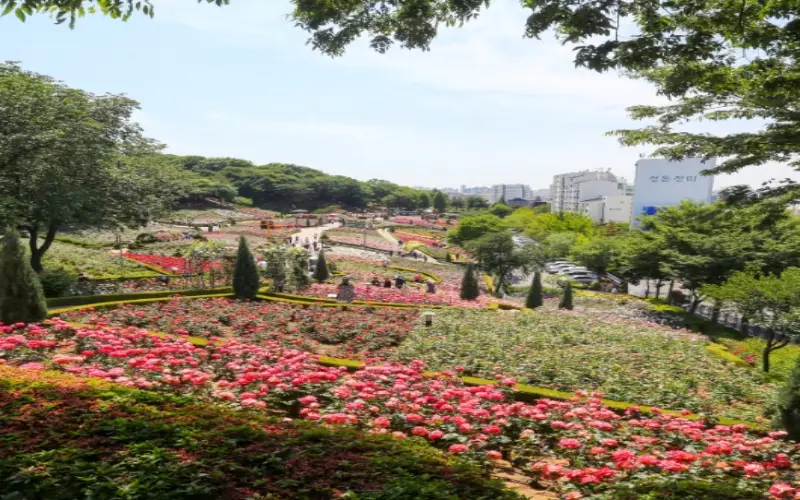 부천 백만송이 장미축제_8