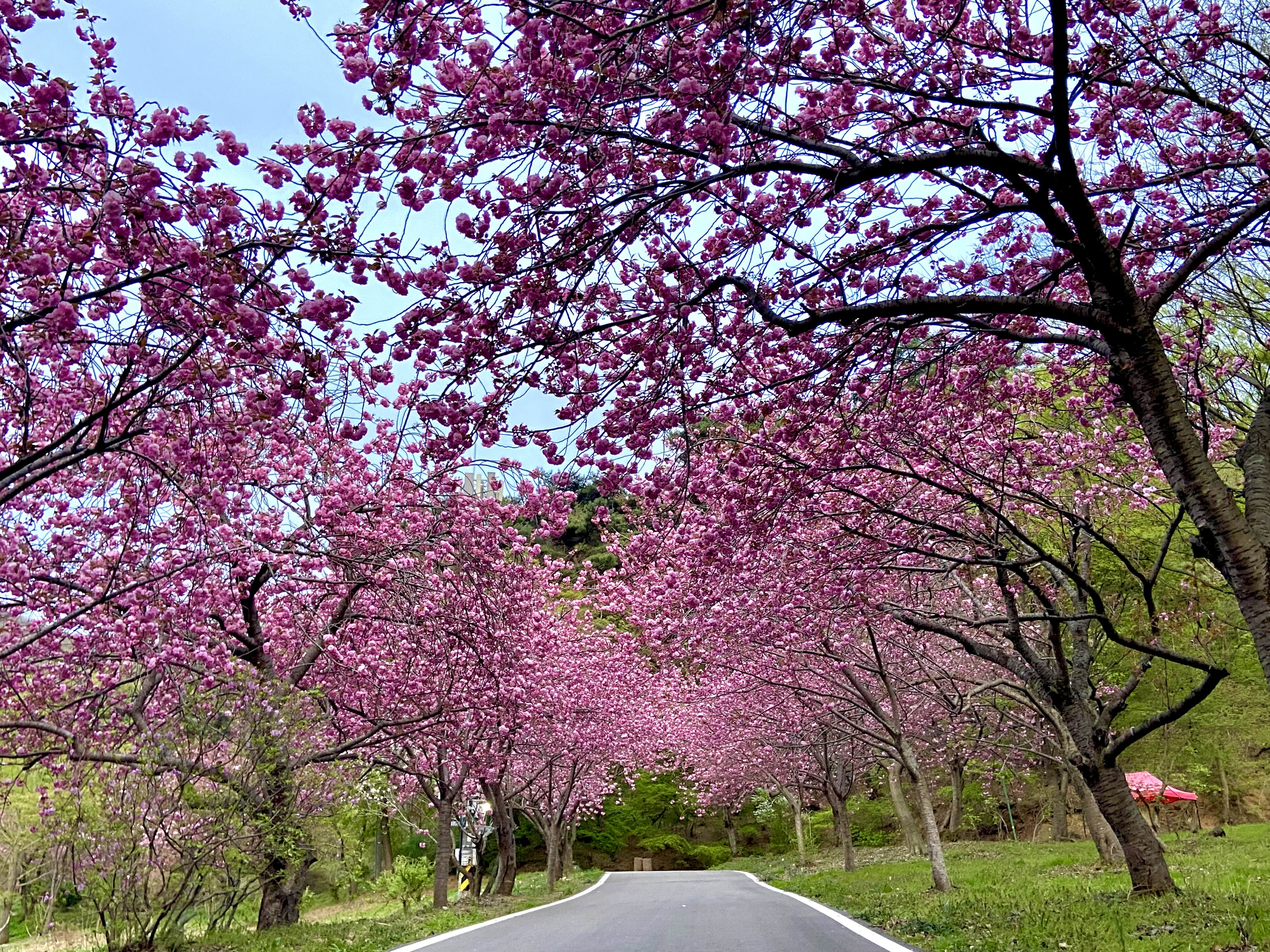 서산 겹벚꽃