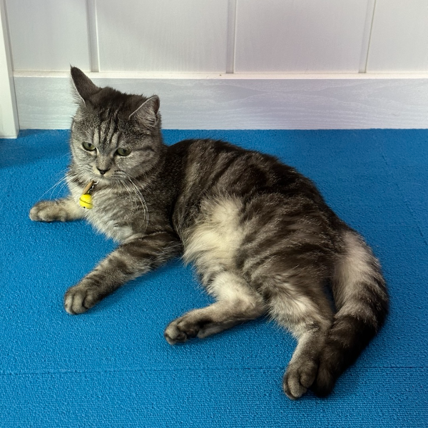 아메리칸 숏헤어 성격