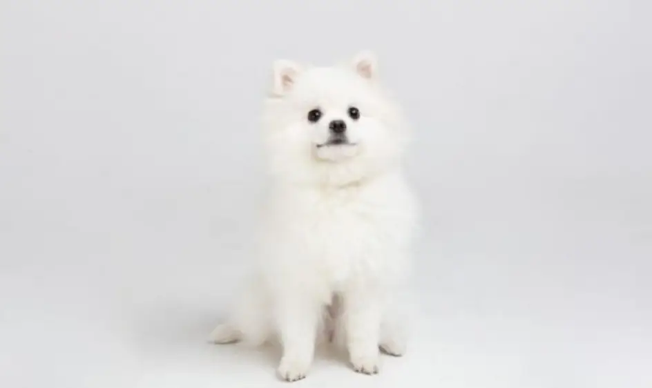 개 꿈해몽