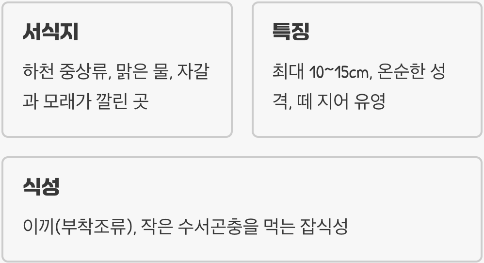 돌고기, 어떤 물고기인가요?