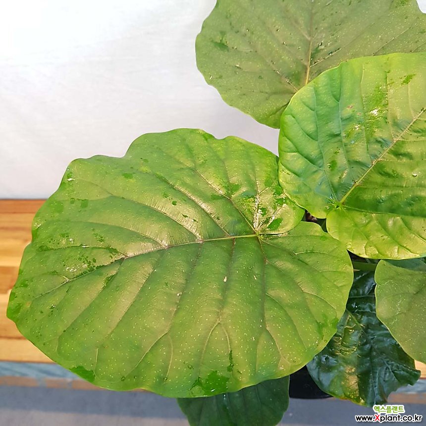 휘커스 움베르타2