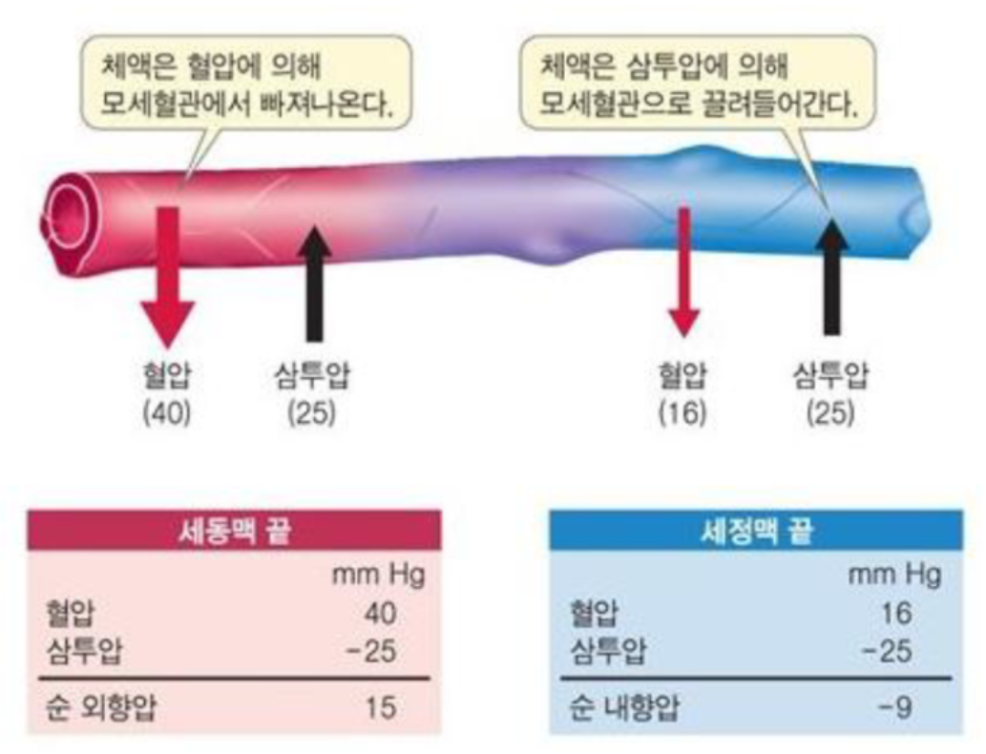 알부민 증상