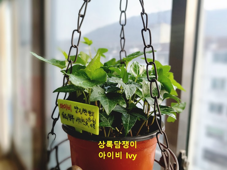 상록담쟁이 아이비 Ivy