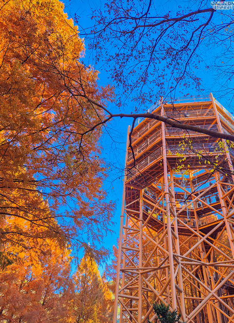 장태산 자연휴양림 스카이웨이 스카이타워 단풍 가을 여행지 대전 13