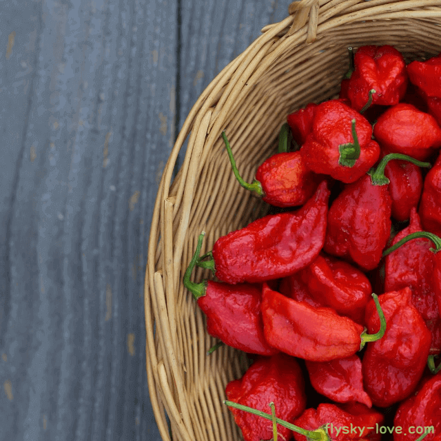 부트졸로키아 효능