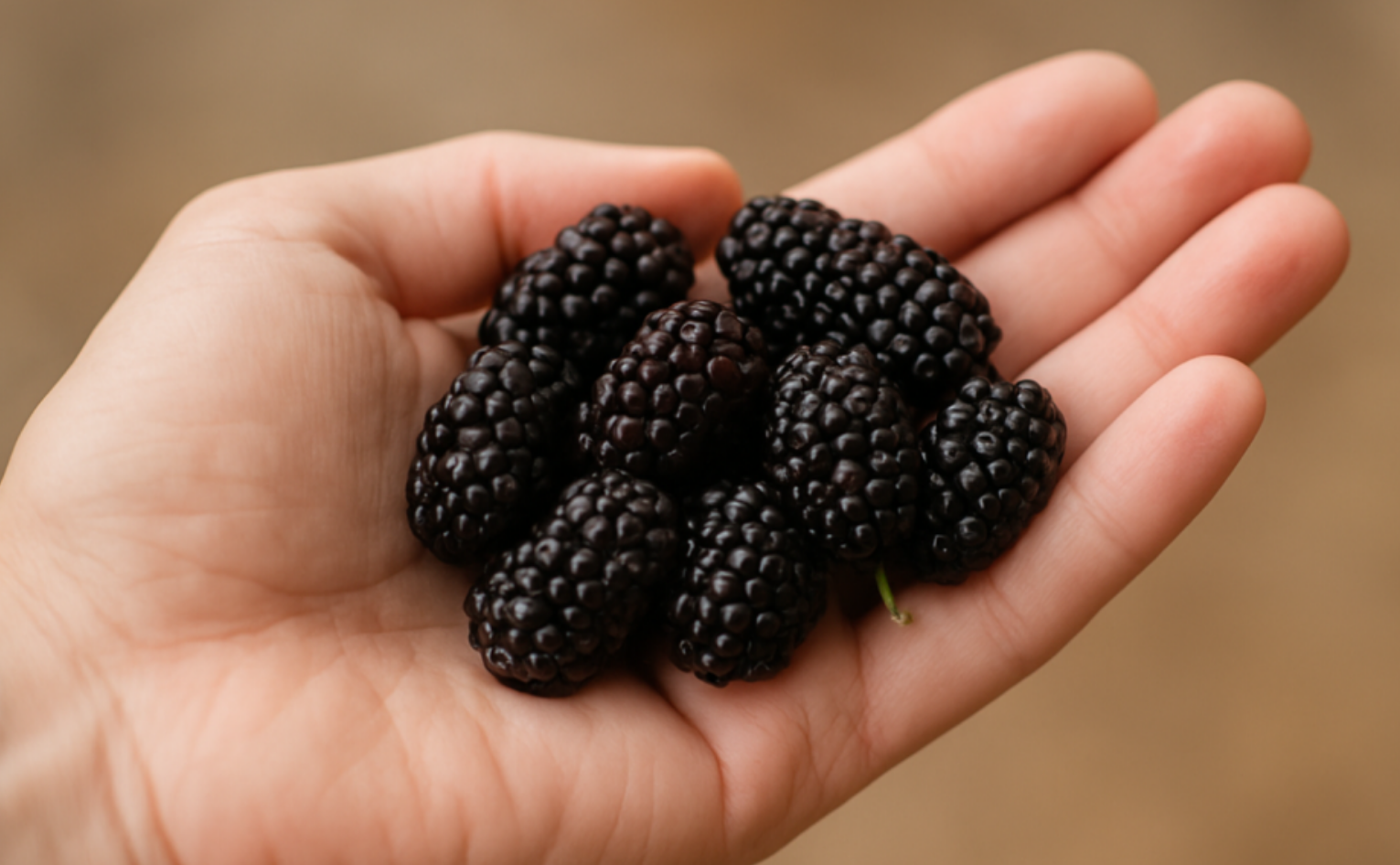 오디 섭취 시 주의사항