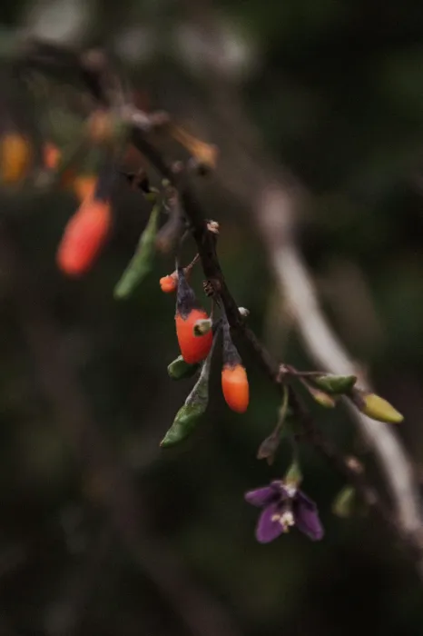 나무에-열린-구기자