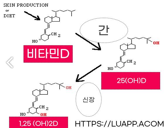 비타민D활성화과정