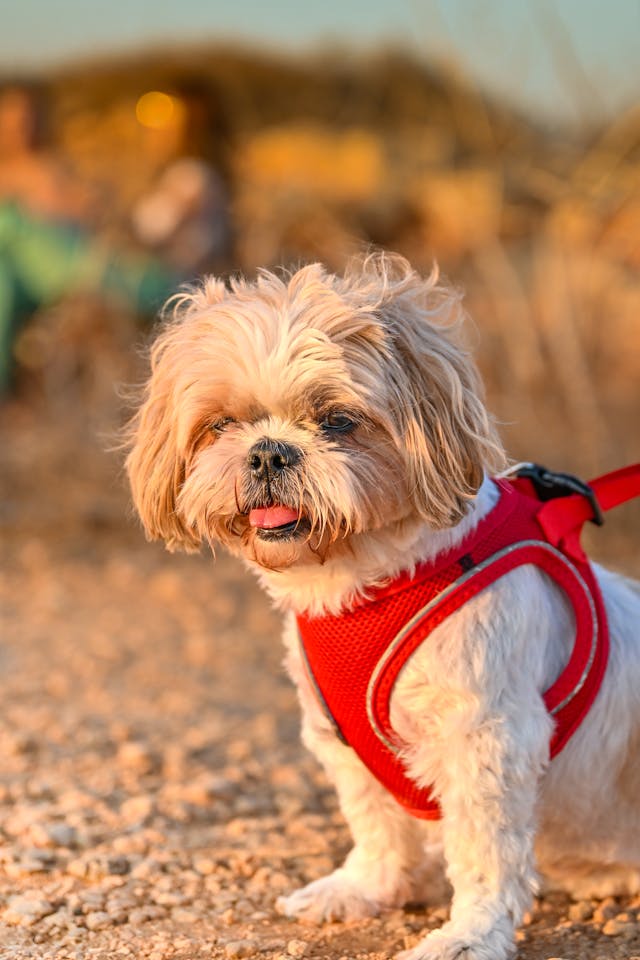 강아지에게 꼭 맞는 하네스 사이즈 고르는 법