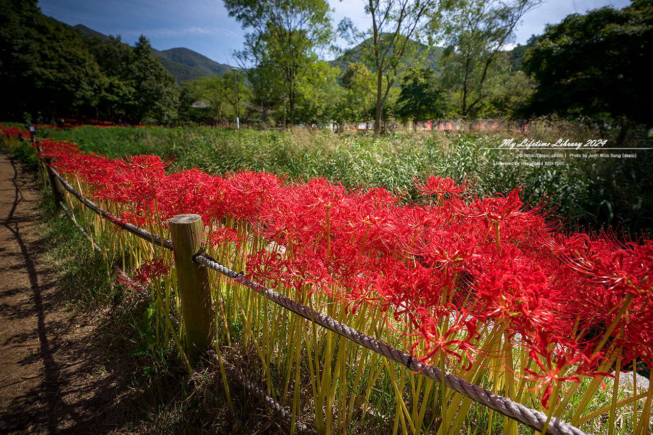 영광 불갑사 꽃무릇 가을