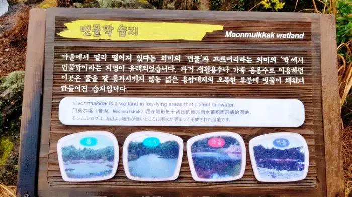 굿모닝대한민국라이브 제주도 가볼만한 곳 추천 동백나무 숲 선흘곶자왈 숲길 산책 걷기 여행 방송 정보 위치