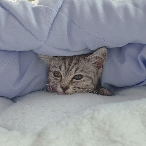 고양이 백신