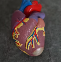 협심증 초기증상 치료방법 원인