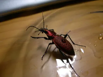 곤충 종류와 특징 생김새 습성 먹이 요약 정리_10