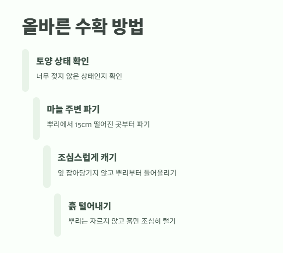 마늘 수확시기 꿀팁 8