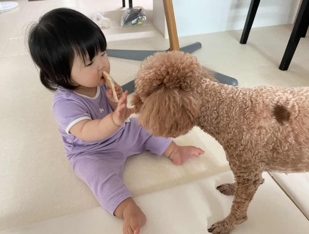 반려견에게 기다려 훈련중인 아기