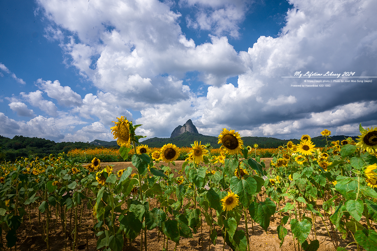 진안 마이산 농업기술센터 가을 꽃 구름
