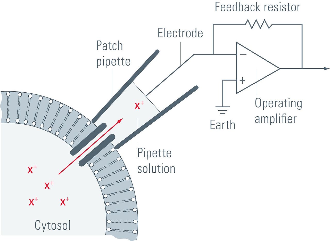Patch Clamp
