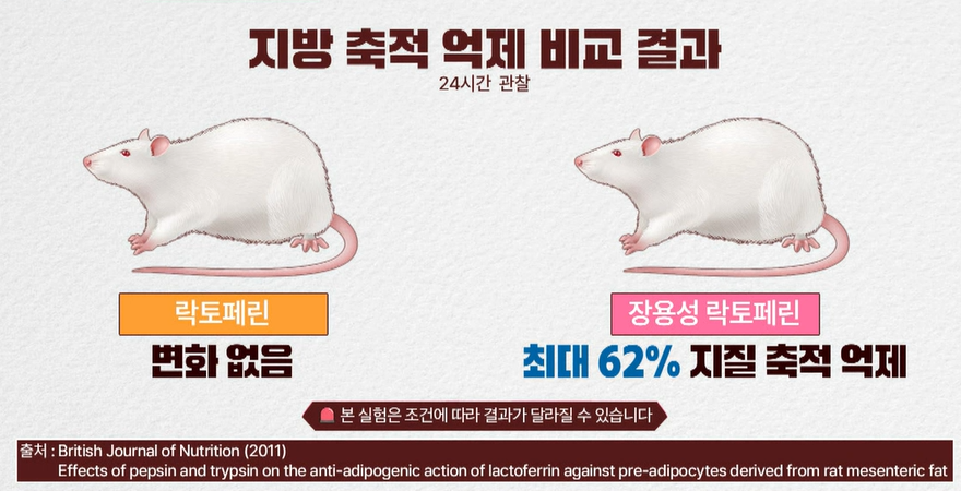 락토페린 복용법