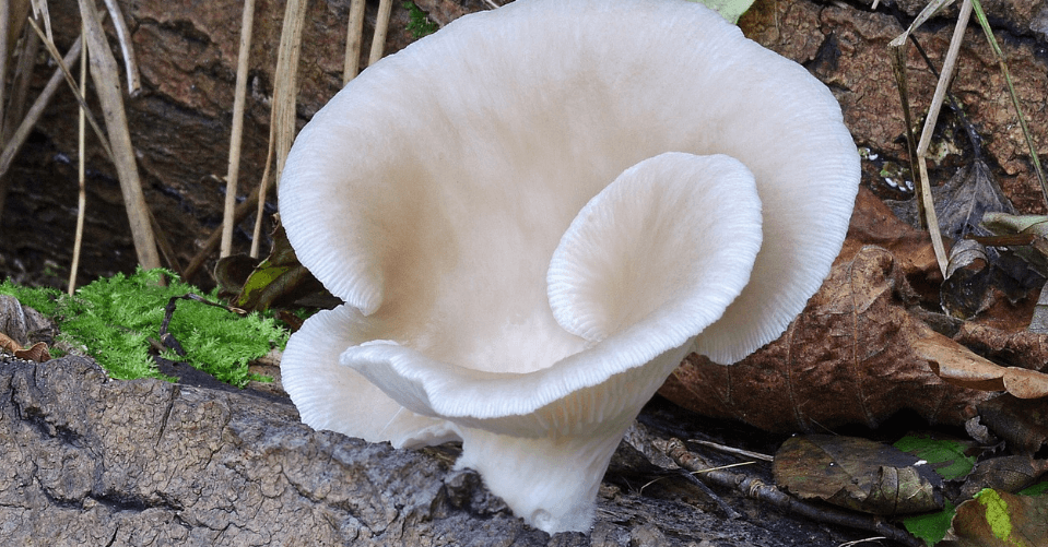 느타리 버섯 사진 - 101212