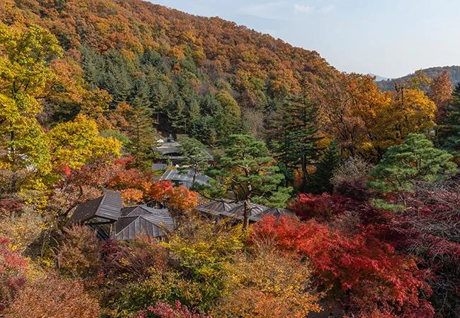 화담숲 가을 단풍