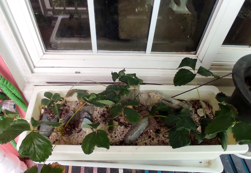 화분을 가득채운 딸기들