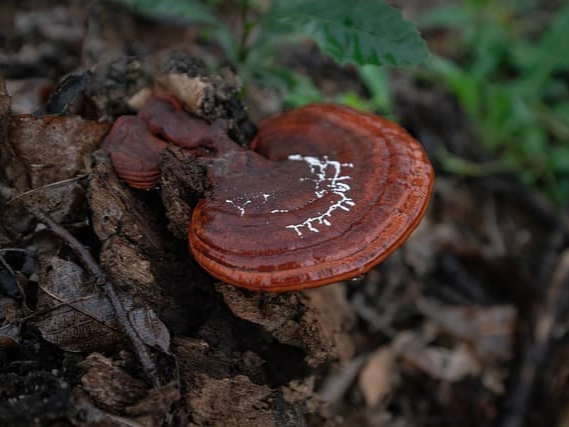 암세포 증식 억제에 도움을 주는 상황버섯