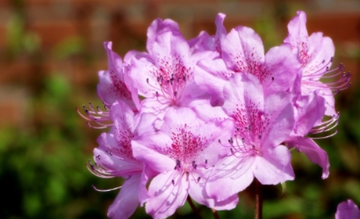 2025 군포 철쭉축제 교통 안내