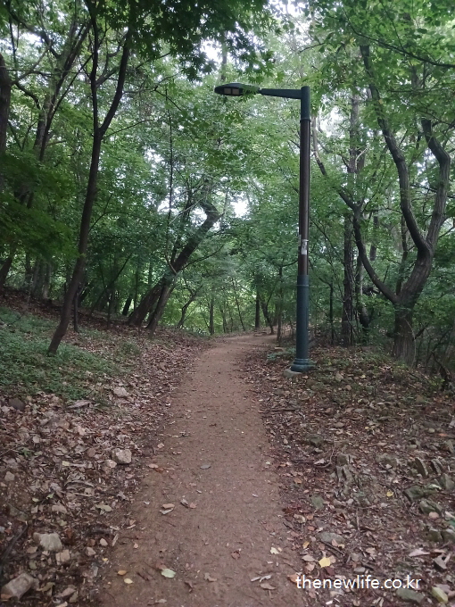A forest path with a streetlamp surrounded by dense green trees &mdash; a peaceful walk that can help relieve symptoms of air conditioning sickness.-가로등이 있는 숲속 산책길, 짙은 녹음으로 둘러싸인 길 &mdash; 냉방병 증상 완화에 도움이 되는 자연 산책로입니다.