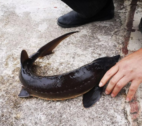 철갑 상어연골 콘드로이친이 다른 거보다 더 낫다고 하는 이유