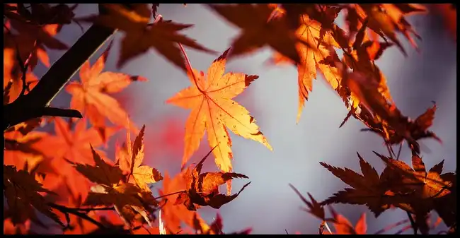 2024 내장산 단풍축제 기간 (국립공원)