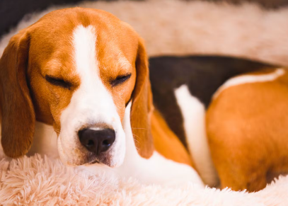 개의 피부.피모가 냄새나는 원인 피부염 피부 트러블.