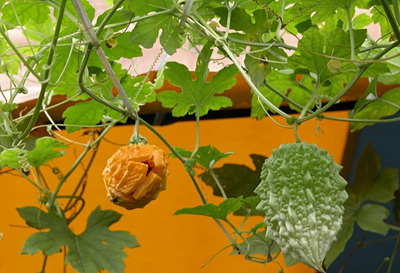 익은 여주와 생 여주 사진