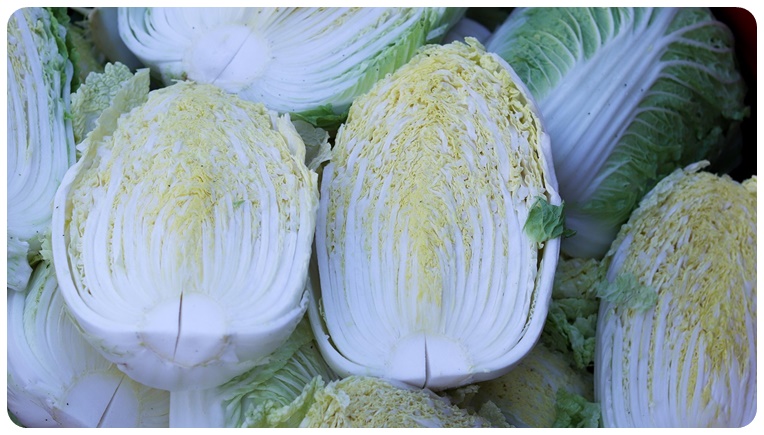 배추의 주요 영양 성분