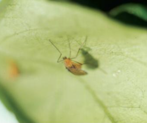 사철나무혹파리