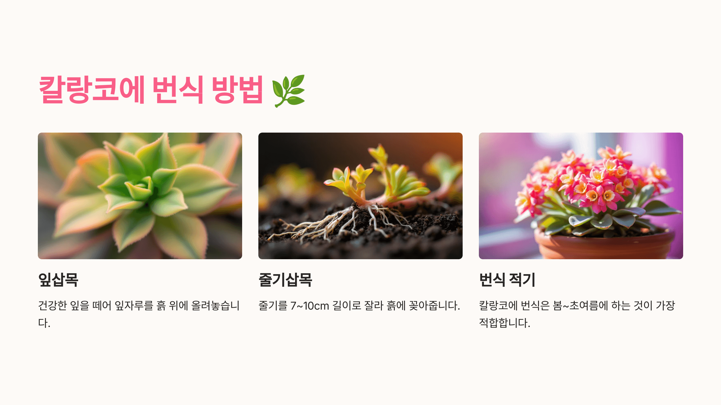 칼랑코에 사진입니다.