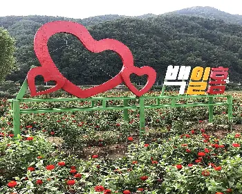 평창 백일홍 축제_4