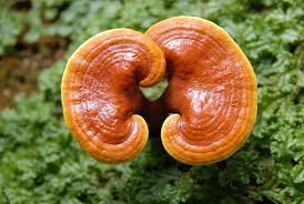 영지버섯 하트표