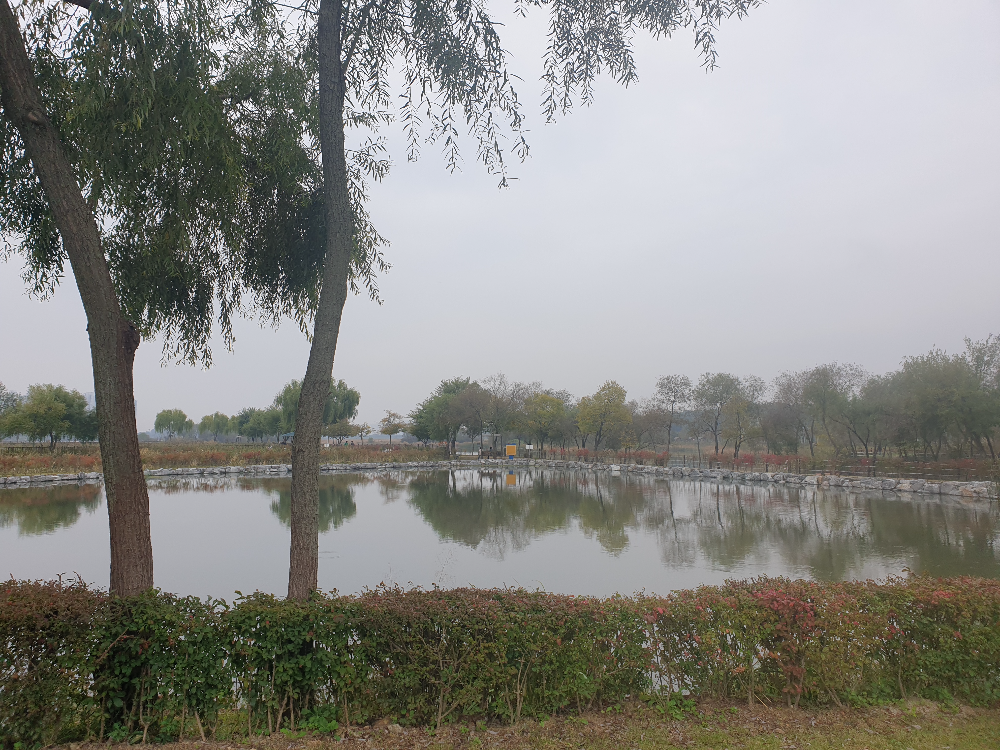 왕송호수 주변. 앞에 큰 나무 뒤로 호수가 보인다.