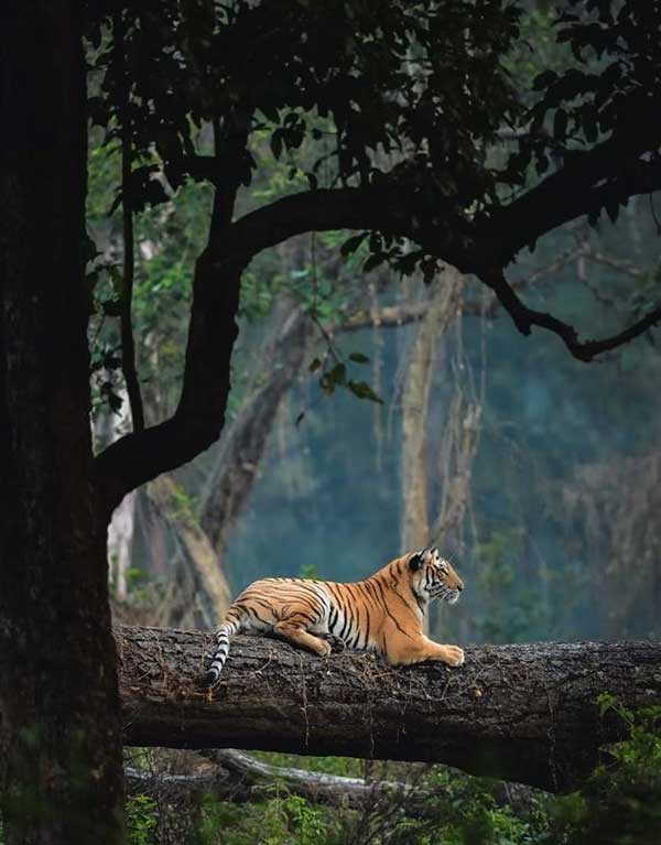 나무위의 호랑이