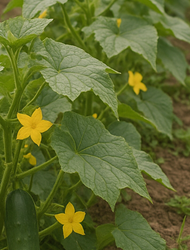 오이지 담그는 방법