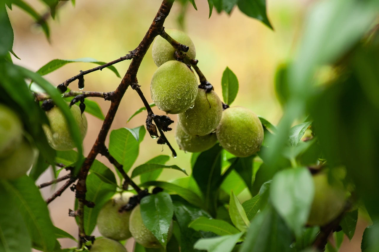 나무에-달린-개복숭아
