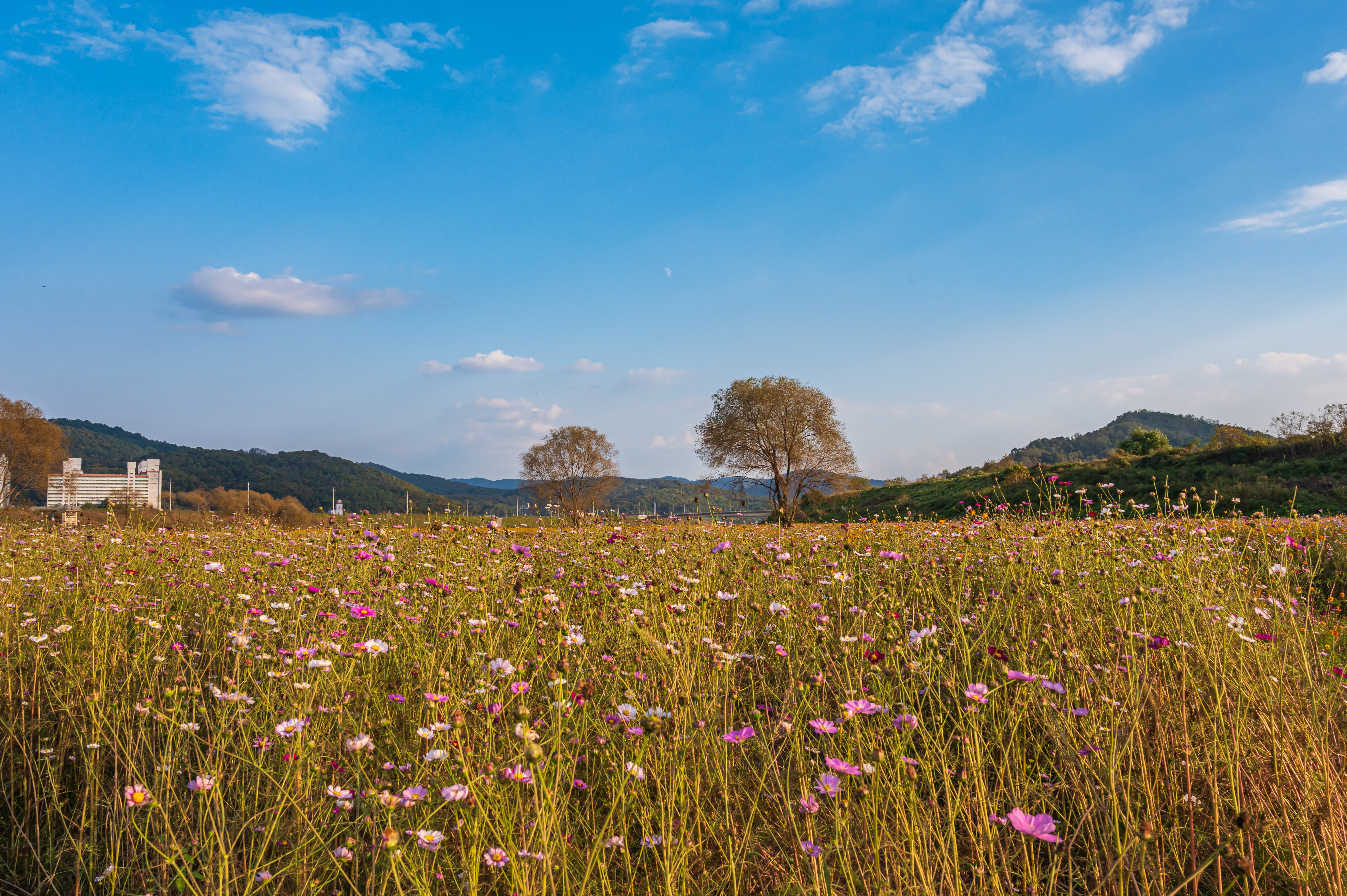 ์ฝ์ค๋ชจ์ค ๋ง๊ฐ '์ธ์ข
์ฒ๋ฐ๊ทผ๋ฆฐ๊ณต์'